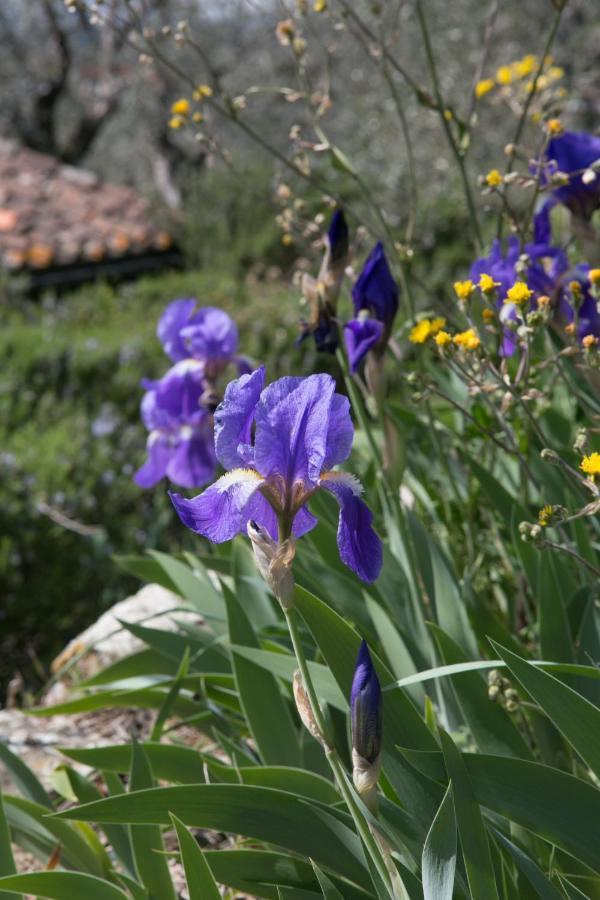 Settignano Tuscany Homes Bagian luar foto