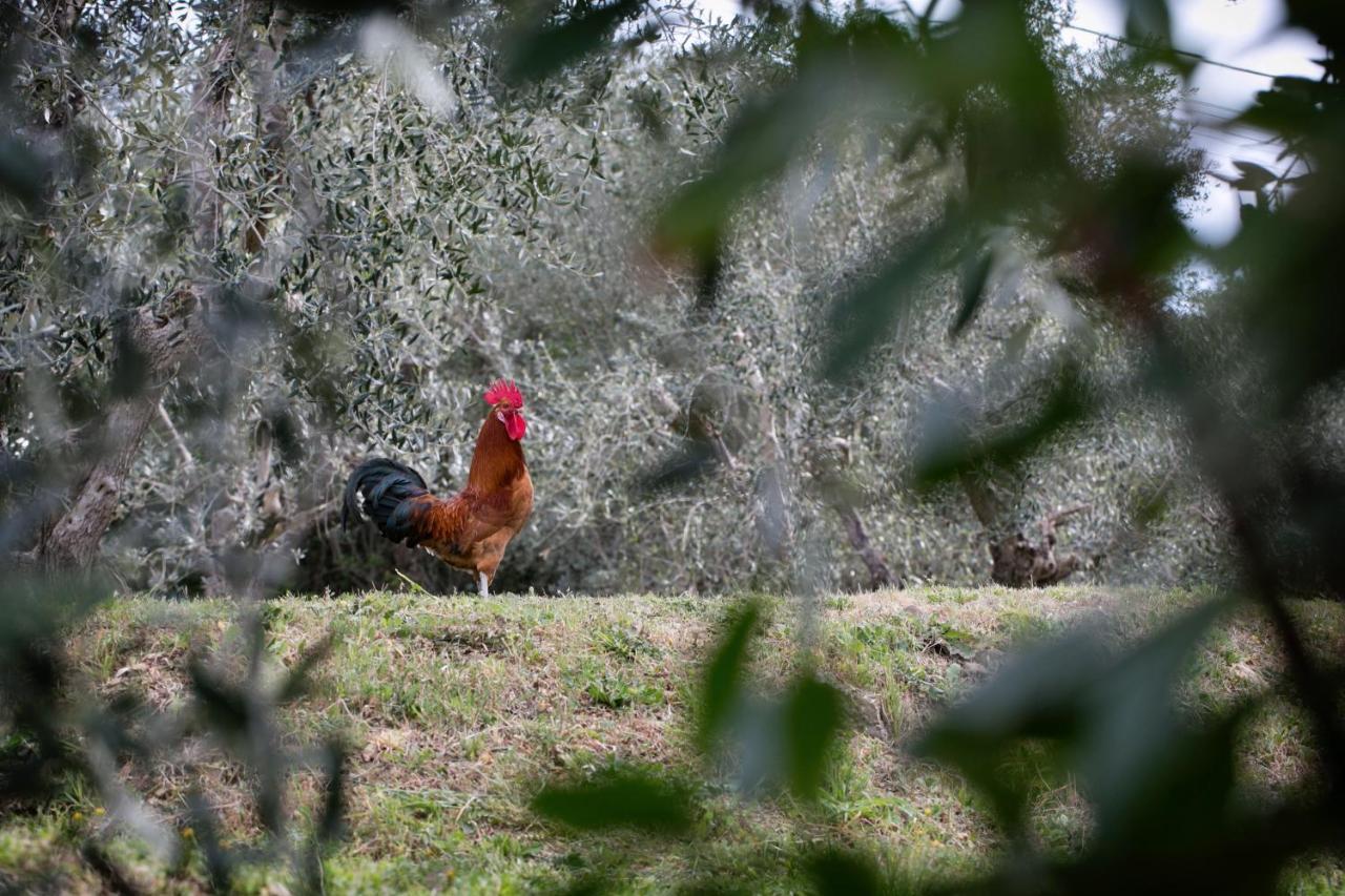 Settignano Tuscany Homes Bagian luar foto